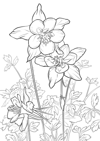 Rocky Mountain Columbine Coloring Page